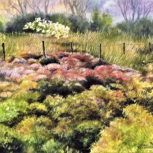 10 séneçon et salicornes web