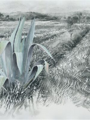 agave 3