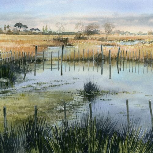 roseaux cloisonnés web