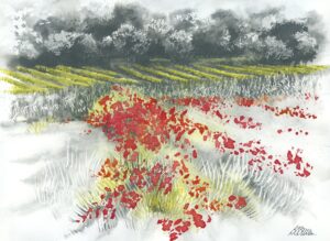 AQUARELLES Cuvée de coquelicots