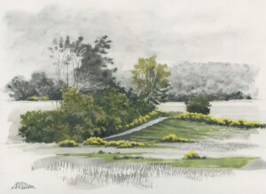 AQUARELLES Troupeau de genêts