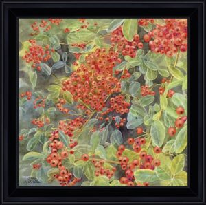 AQUARELLES Grenaille de pyracantha