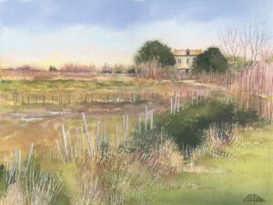AQUARELLES L'isolée des marais